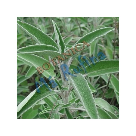 Hierba Fresca Salvia - Fresh Sage Herb