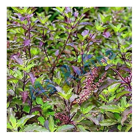 Hierba Fresca Albahaca Mondonguera - Fresh Purple Basil Herb
