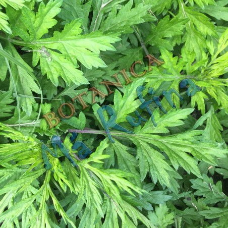 Hierba Fresca Artemisa - Fresh Altamisa Herb