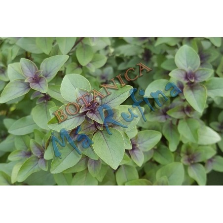 Hierba Fresca Albahaca Morada - Fresh Purple Basil Herb