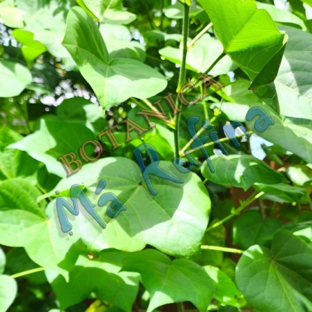 Hierba Fresca Algodon - Fresh Cotton Leaves