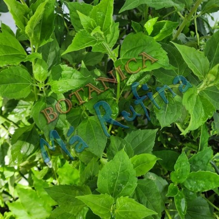 Hierba Fresca Rompesaraguey - Fresh Rompe Zaraguey Herb
