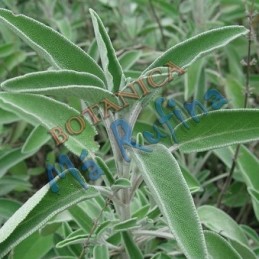 Salvia - Fresh Sage Herb