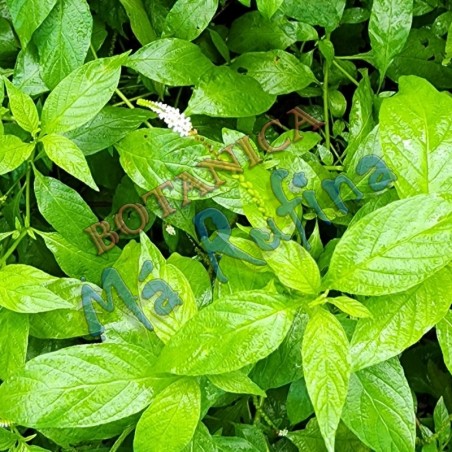 Alacrancillo - Fresh Alacrancillo Herb