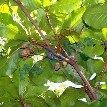 Almendra - Fresh Almond Leaves