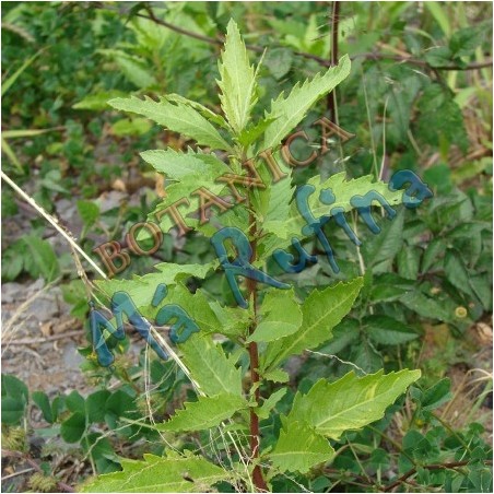 Hierba Apasote - Fresh Epazote Herb