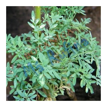 Hierba Fresca Ruda - Fresh Ruda Herb