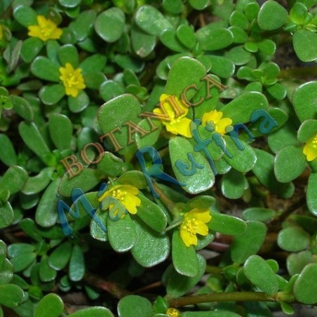 Hierba Verdolaga - Fresh Verdolaga Herb