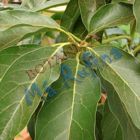 Hojas de Aguacate - Fresh Avocado Leaves