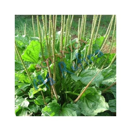Hierba Fresca Llanten - Fresh Yanten Herb