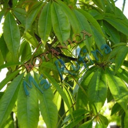 Ceiba - Fresh Ceiba Leaves