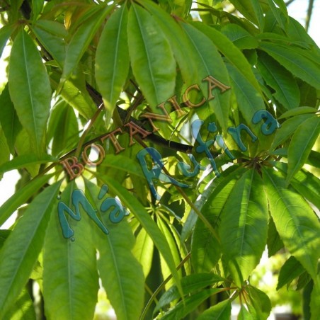 Hojas de Ceiba - Fresh Ceiba Leaves