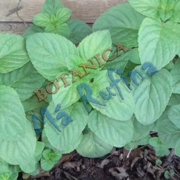 Fresh Herb Mint - Planta Menta