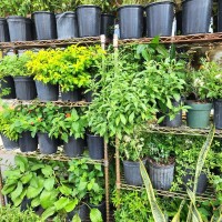 FRESH HERBS - EWES